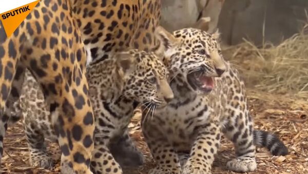 The Young Jaguars Born in the Houston Zoo - Sputnik International