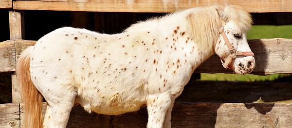 A pony A pony - Sputnik International