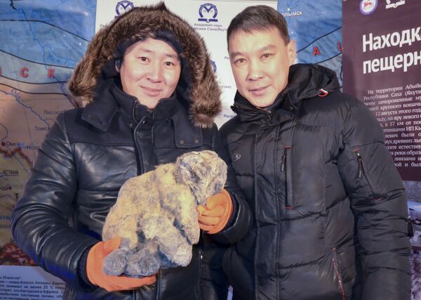 In this Monday, Nov. 16, 2015 photo provided by the Russian Academy of Sciences of the Republic of Sakha, Yakov Androsov, a researcher, right, and his assistant show the body of a cave lion during a presentation at the regional Academy of Sciences at the Kingdom of Permafrost museum in Yakutsk, 4,900 kilometers (3,000 miles) east of Moscow In this Monday, Nov. 16, 2015 photo provided by the Russian Academy of Sciences of the Republic of Sakha, Yakov Androsov, a researcher, right, and his assistant show the body of a cave lion during a presentation at the regional Academy of Sciences at the Kingdom of Permafrost museum in Yakutsk, 4,900 kilometers (3,000 miles) east of Moscow - Sputnik International