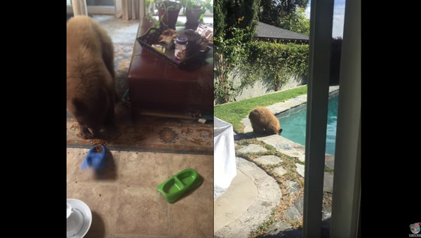 Hungry Bear Cub Chows Down on Cat Food - Sputnik International