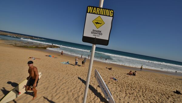 A surfer (L) comes in from the ocean after surfing despite shark warning signs posted on the beach in the northern New South Wales city of Newcastle on January 17, 2015 - Sputnik International