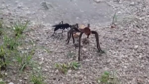 Huge tarantula fights for its life against tiny wasp half its size as death struggle caught on camer - Sputnik International