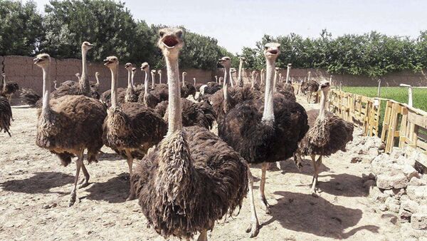 Life at the ostrich farm in Afghanistan - Sputnik International