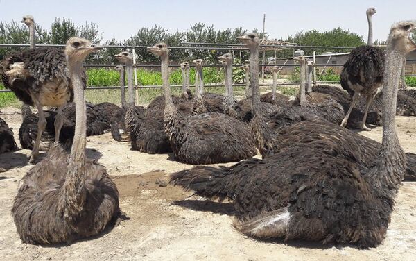 Life at the ostrich farm in Afghanistan - Sputnik International