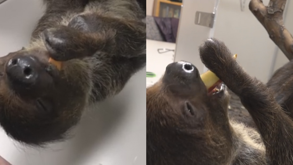 Laid Back: Oregon Sloth’s Snack Time - Sputnik International