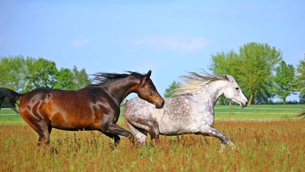 Horse couple - Sputnik International