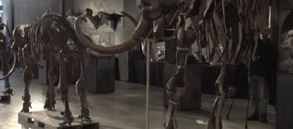 A Mammoth of a Family A Mammoth of a Family - Sputnik International