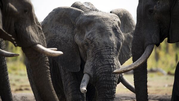 African elephants are pictured on November 18, 2012 in Hwange National Park in Zimbabwe. (File) - Sputnik International