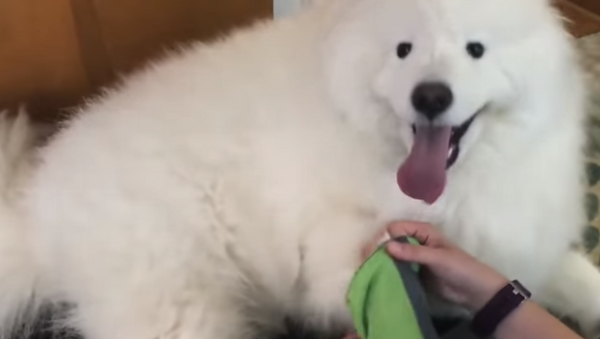 Samoyed Shoes: Clever Pup Marches in New Kicks - Sputnik International