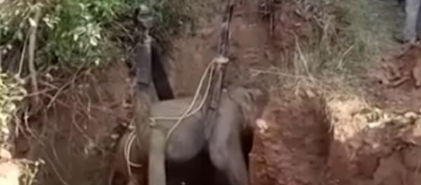 Elephant Trapped in Well Rescued in India - Sputnik International