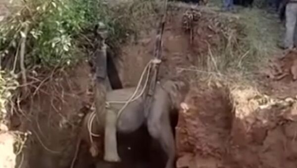 Elephant Trapped in Well Rescued in India - Sputnik International