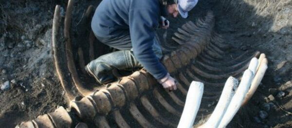 Skeleton of Ancient Sea Cow - Sputnik International