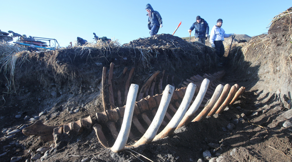Skeleton of Sea Cow Skeleton of Sea Cow - Sputnik International