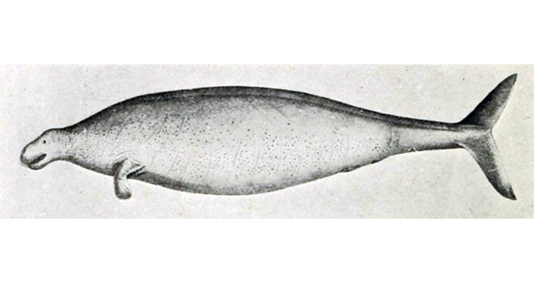 Sea Cow Sea Cow - Sputnik International