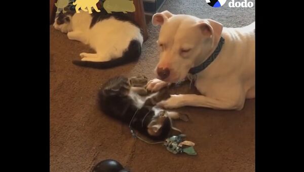 Pit Bull Dogs LOVE Their Duck, Guinea Pig, and Kitten Siblings | The Dodo Odd Couples - Sputnik International