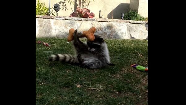 Friendly Raccoon Plays in Backyard - Sputnik International