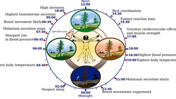 Some features of the human circadian (24-hour) biological clock - Sputnik International