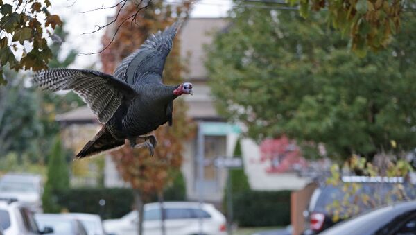 A wild turkey flies up to it's nightly roost (File) - Sputnik International