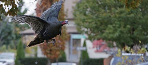 A wild turkey flies up to it's nightly roost (File) - Sputnik International