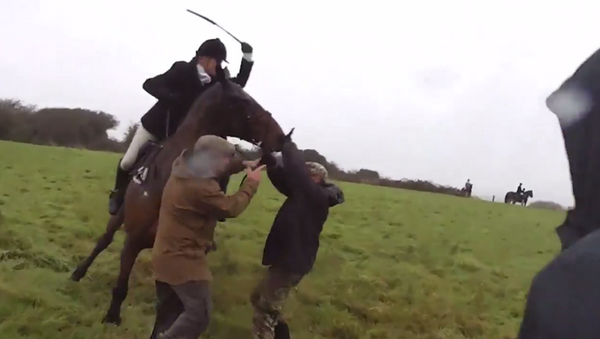 Fox hunter caught on film beating animal rights activists with horsewhip for grabbing onto horse reins - Sputnik International