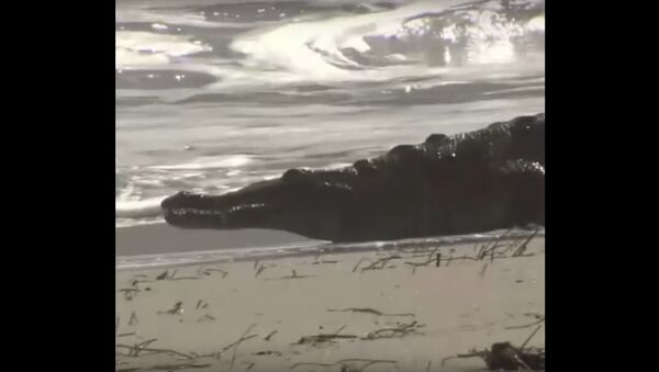 A Crocodile on the Beach - Sputnik International
