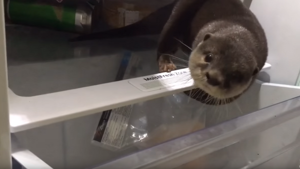 Midnight Munchies: Cheeky Otter Raids Fridge - Sputnik International