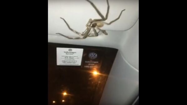 Giant Hairy Spider Clings to Woman's Car Visor as She Drives - Sputnik International