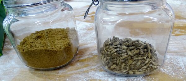 Flour ground from dried crickets and crickets in jars, for the first mass-delivered bread made of insects, are seen at the Finnish food company Fazer bakery in Helsinki, Finland November 23, 2017 Flour ground from dried crickets and crickets in jars, for the first mass-delivered bread made of insects, are seen at the Finnish food company Fazer bakery in Helsinki, Finland November 23, 2017 - Sputnik International