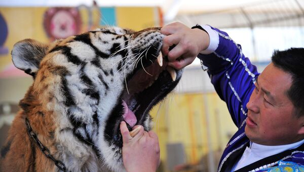A trainer opens a tiger's mouth to have its teeth examined by a veterinarian at a wildlife park in Qingdao, Shandong province, China November 21, 2017 - Sputnik International