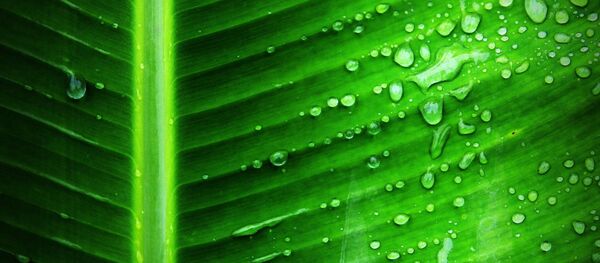 Leaf Leaf - Sputnik International