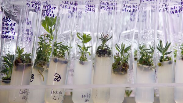 Plant samples at the laboratory - Sputnik International