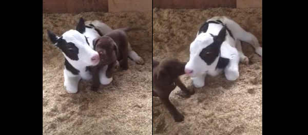 Puppy Love: Labrador Gushes Over Canadian Calf - Sputnik International