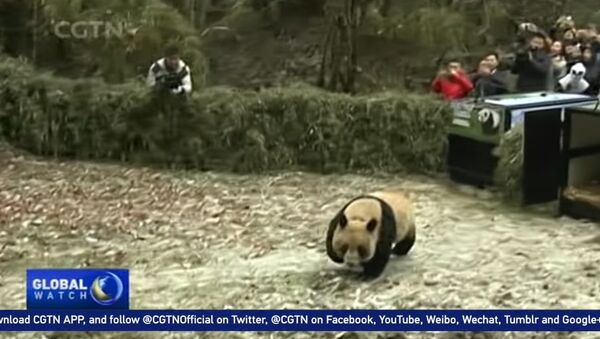 Panda pair released into wild - Sputnik International