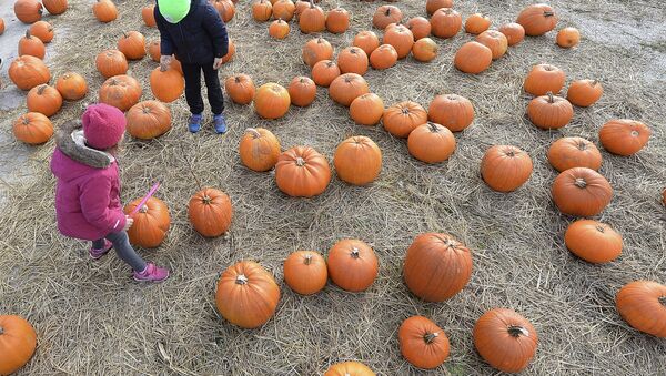 Children walk between pumpkins - Sputnik International