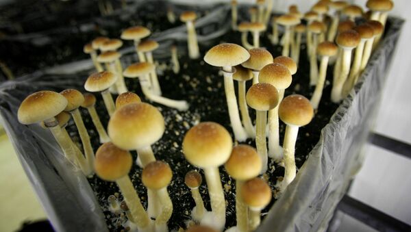 Magic mushrooms are seen in a grow room at the Procare farm in Hazerswoude, central Netherlands, Friday Aug. 3, 2007 - Sputnik International