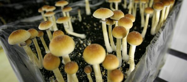 Magic mushrooms are seen in a grow room at the Procare farm in Hazerswoude, central Netherlands, Friday Aug. 3, 2007 - Sputnik International