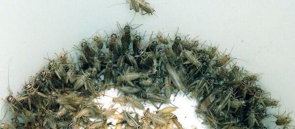 In an Oct. 7, 2015, photo, a bucket of crickets are seen in the Detroit Zoo's cricket breeding area in Royal Oak, Mich. - Sputnik International