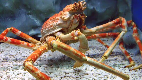 A Japanese spider crab at the Manila Ocean Park, the Philippines - Sputnik International