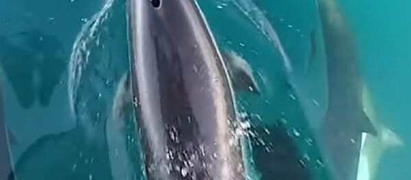 Dolphins Also Give Ladies Bouquets - Sputnik International