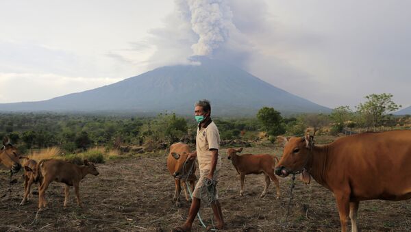 A farmer walks with his cattle as Mount Agung volcano erupts in the background in Karangasem, Bali, Indonesia November 28, 2017 - Sputnik International