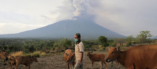 A farmer walks with his cattle as Mount Agung volcano erupts in the background in Karangasem, Bali, Indonesia November 28, 2017 A farmer walks with his cattle as Mount Agung volcano erupts in the background in Karangasem, Bali, Indonesia November 28, 2017 - Sputnik International
