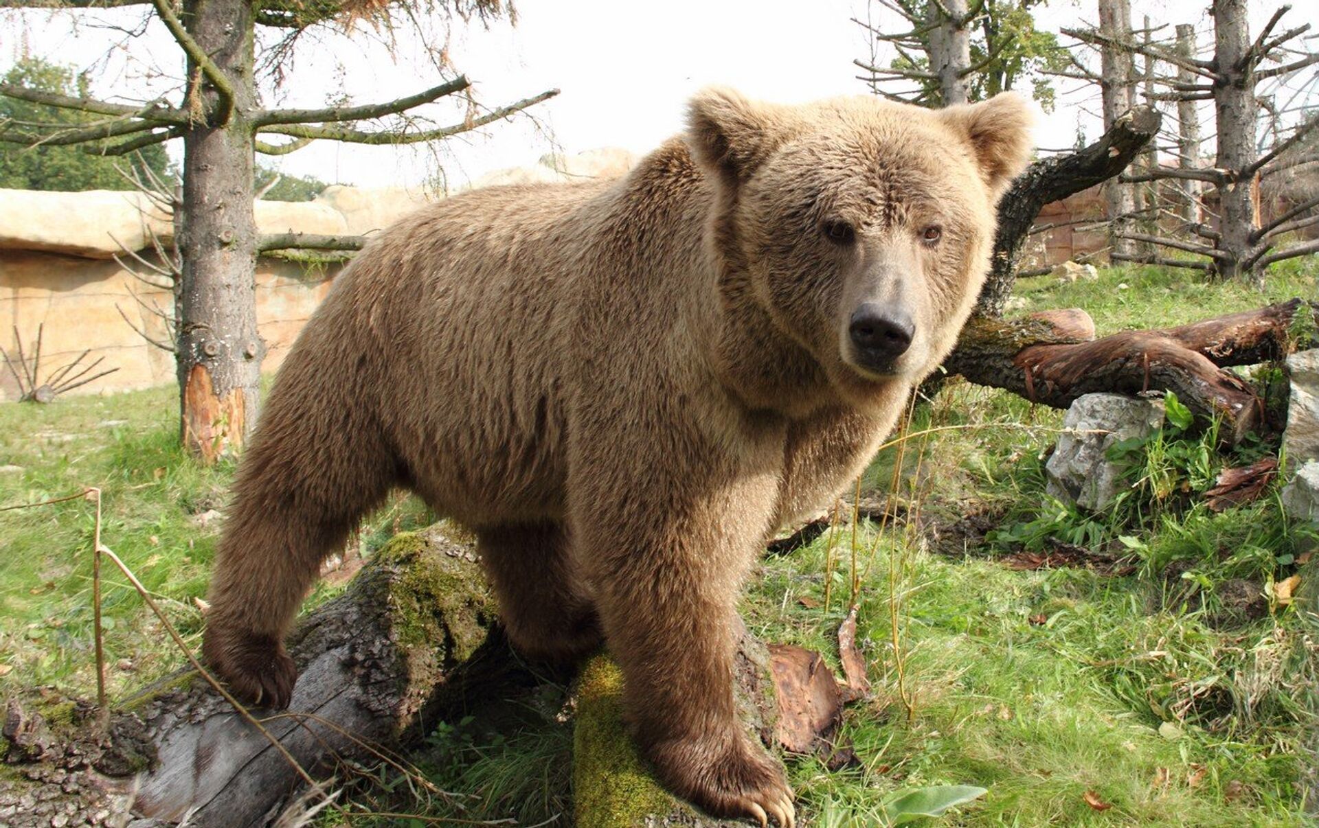 Какие медведи хищники. Тянь-Шанский бурый медведь. Тяньшанский бурый медведь. Тяньшанский бурый медведь в Казахстане. Тяньшянский бурый медведь.