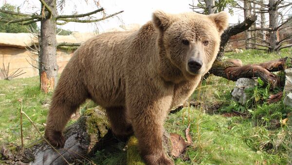 Himalayan brown bear - Sputnik International