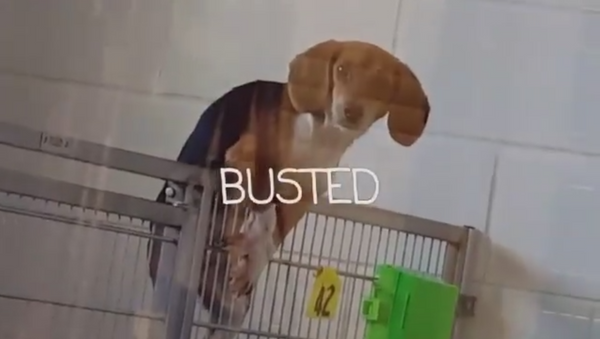 Cage Break! Climbing Beagle Gets Busted - Sputnik International