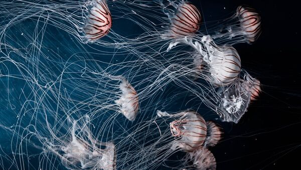 Jellyfish  - Sputnik International