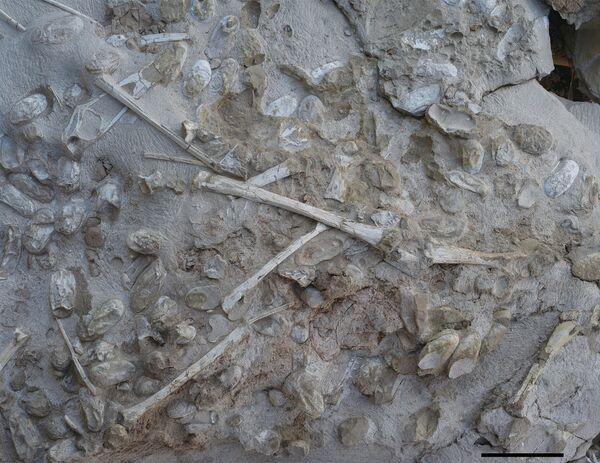 Detail of pterosaur egg specimen, showing eggs and bones in this November 21, 2016 photo taken in Xinjiang Uygur Autonomous Region in northwestern China, provided November 30, 2017 Detail of pterosaur egg specimen, showing eggs and bones in this November 21, 2016 photo taken in Xinjiang Uygur Autonomous Region in northwestern China, provided November 30, 2017 - Sputnik International