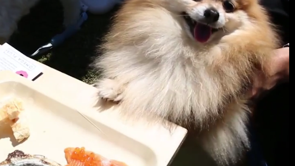 Sushi Snacks for Dogs! - Sputnik International