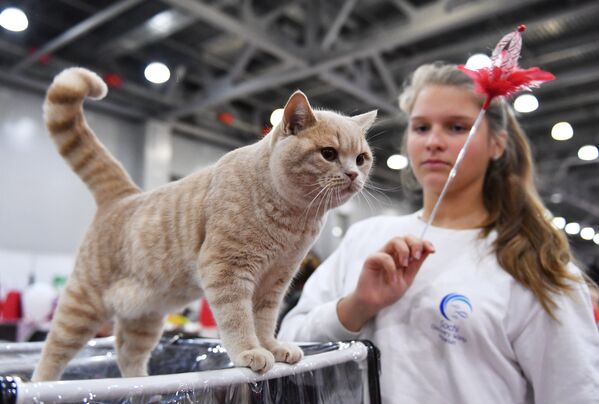 A British Shorthair cat at the 2017 Royal Canin Grand Prix international show in Moscow - Sputnik International