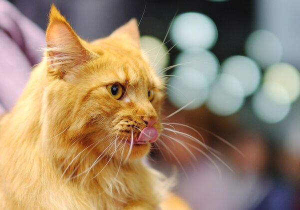 A Maine Coon cat at the 2017 Royal Canin Grand Prix international show in Moscow - Sputnik International