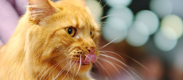A Maine Coon cat at the 2017 Royal Canin Grand Prix international show in Moscow - Sputnik International